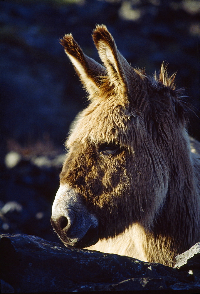 Donkey On Inishmaan, The Aran Islands, County Galway, Ireland