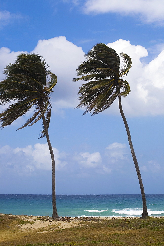 Palm Trees On Beach, Carribbean, Cuba