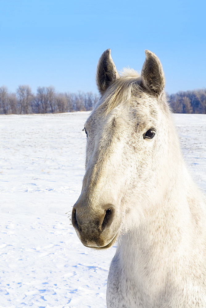 White Horse In Winter