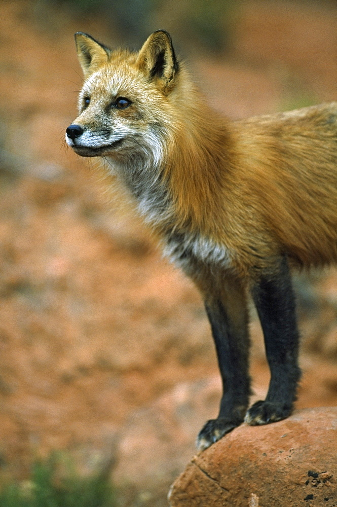 Red Fox (Vulpes Vulpes) On Sandstone Boulder, Utah, Usa