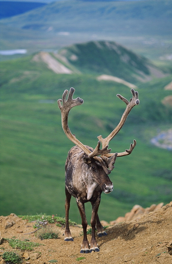 Caribou Bull (Rangifer Tarandus) With Velvet Antlers, Denali National Park And Preserve, Alaska, Usa