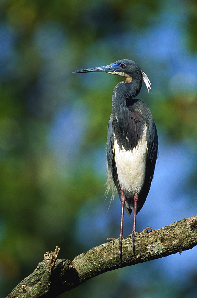 Tricolored Heron (Egretta Tricolor) On A Branch, Florida, Usa