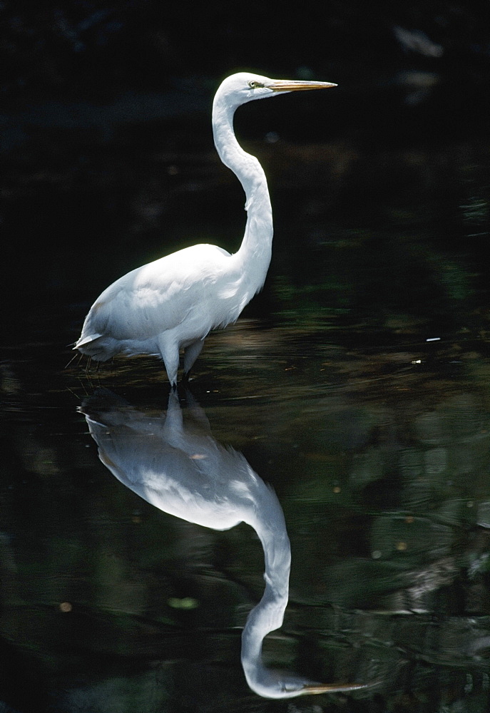 Great Egret (Casmerodius Albus) Reflected In Pond