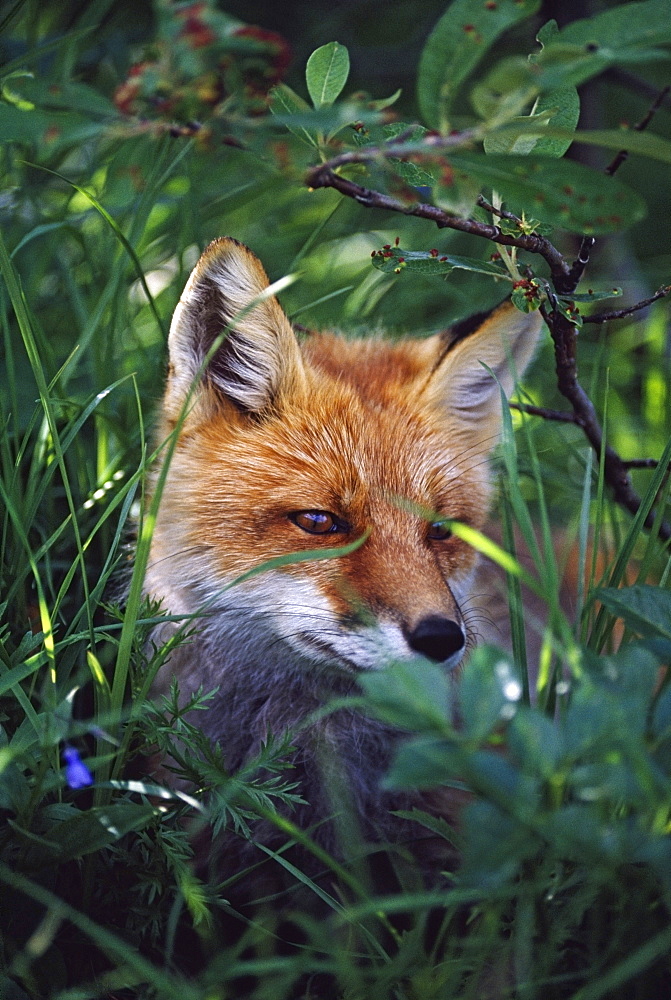 Red Fox (Vulpes Vulpes)