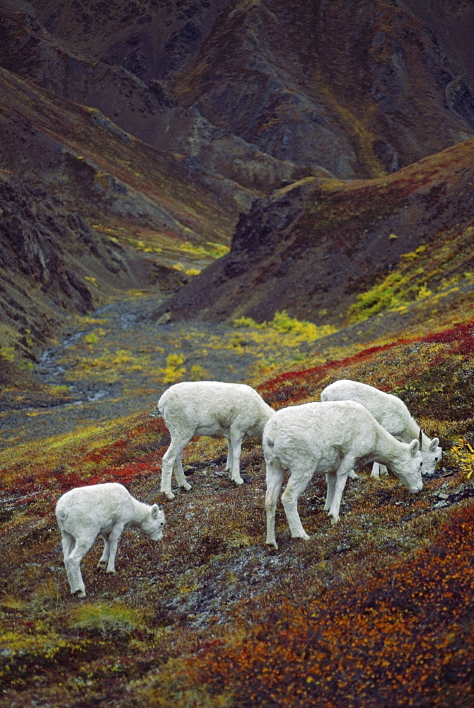 Dall Sheep (Orvis Dalli), Ewes With Lambs, Denali National Park And Preserve, Alaska, Usa