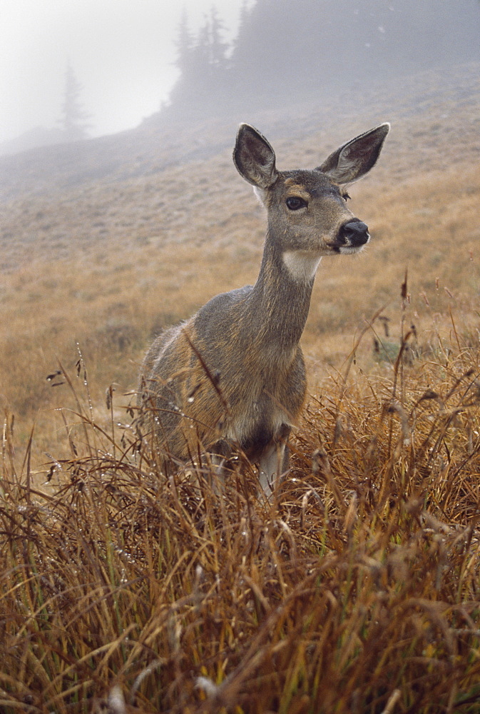 Blacktail Deer (Odocoileus Hemionus Columbianus), Olympic National Park, Washington, Usa