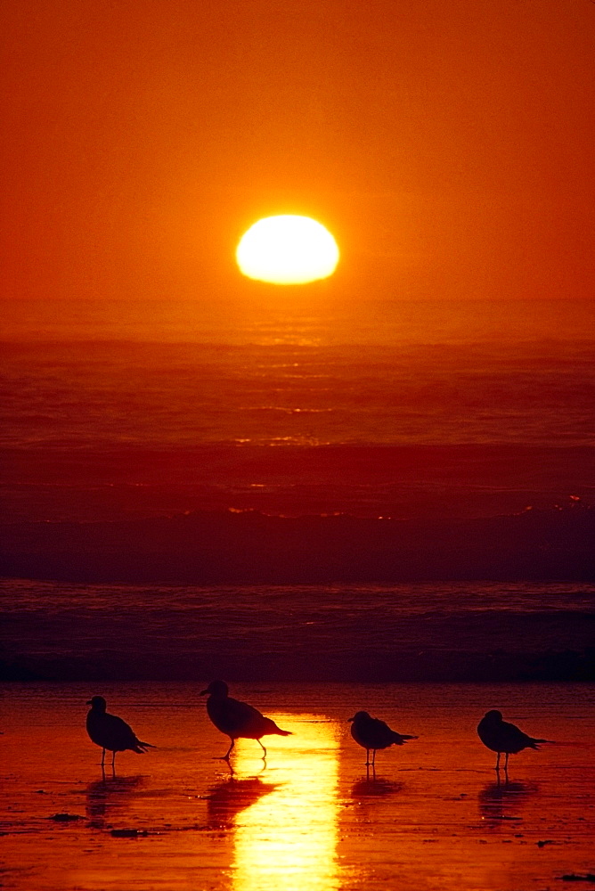 Seagulls, Shishi Beach, Washington, Usa