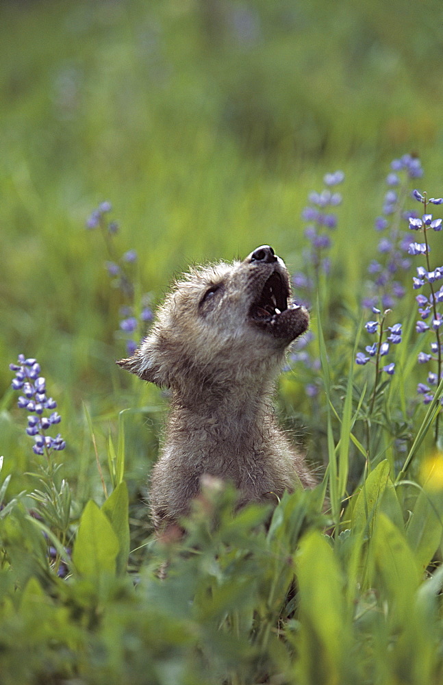 Wolf Puppy Howling In Mountain Meadow