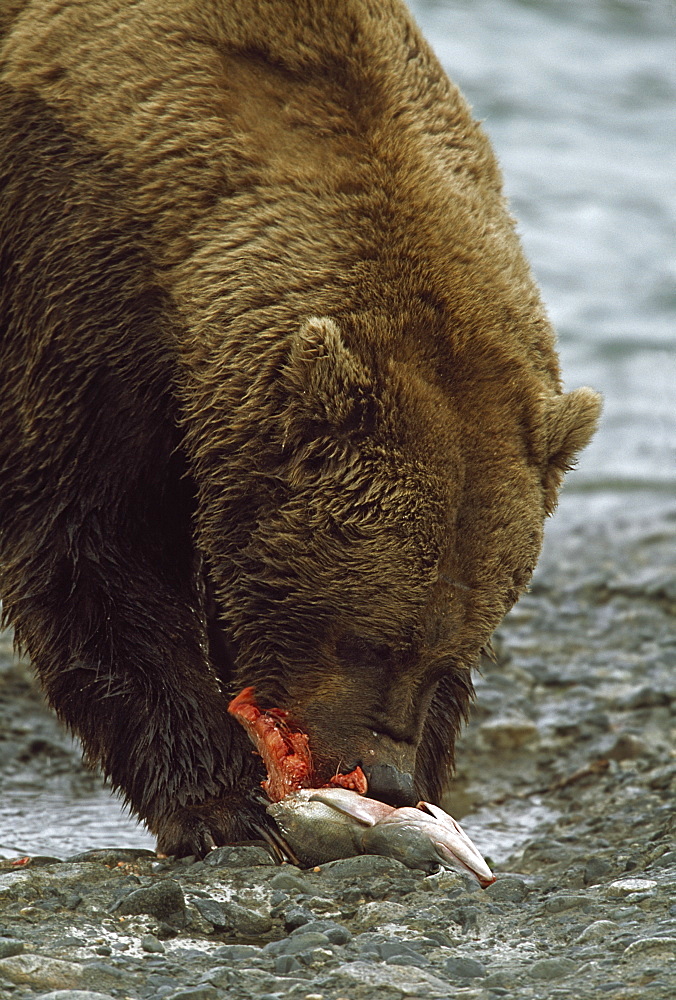 Alaskan Brown Bear Eating Salmon At Edge Of River, Alaska, Usa