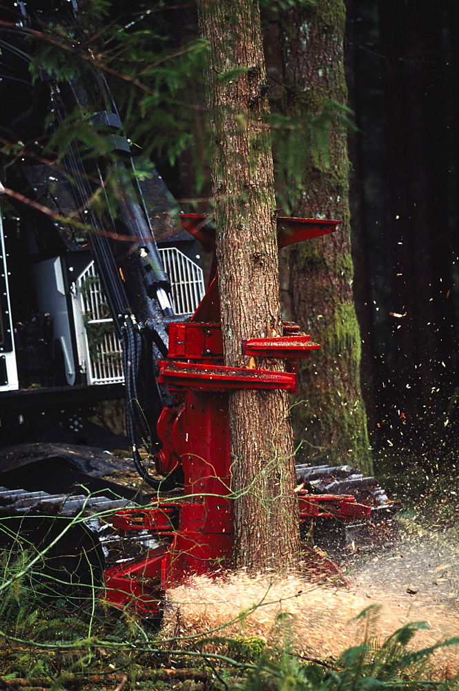 Feller-Buncher Gripping And Cutting A Tree In A Tree Plantation, Washington State Forest, Olympic Peninsula, Wa