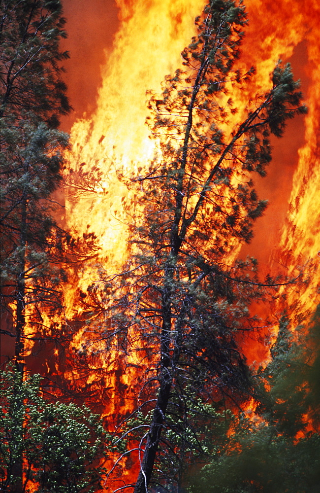 Huge Flames From Wildfire, Shasta-Trinity National Forest, California, Usa