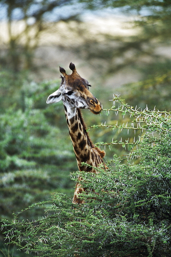 Giraffe Feeding On Acacia Tree, Africa