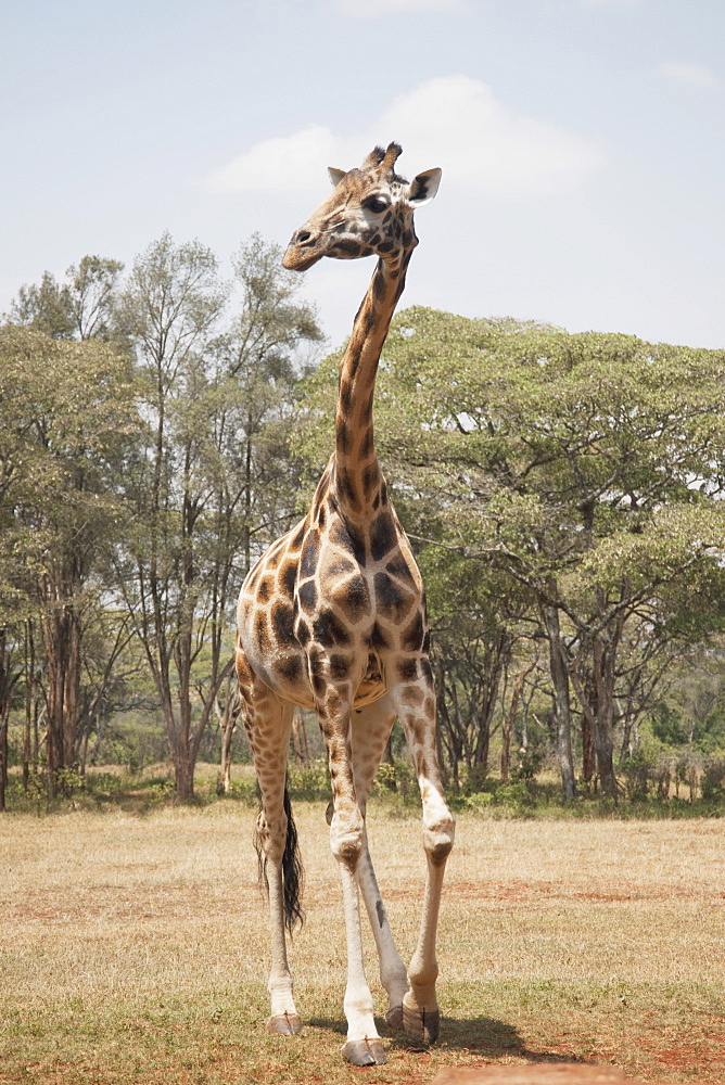 Giraffe