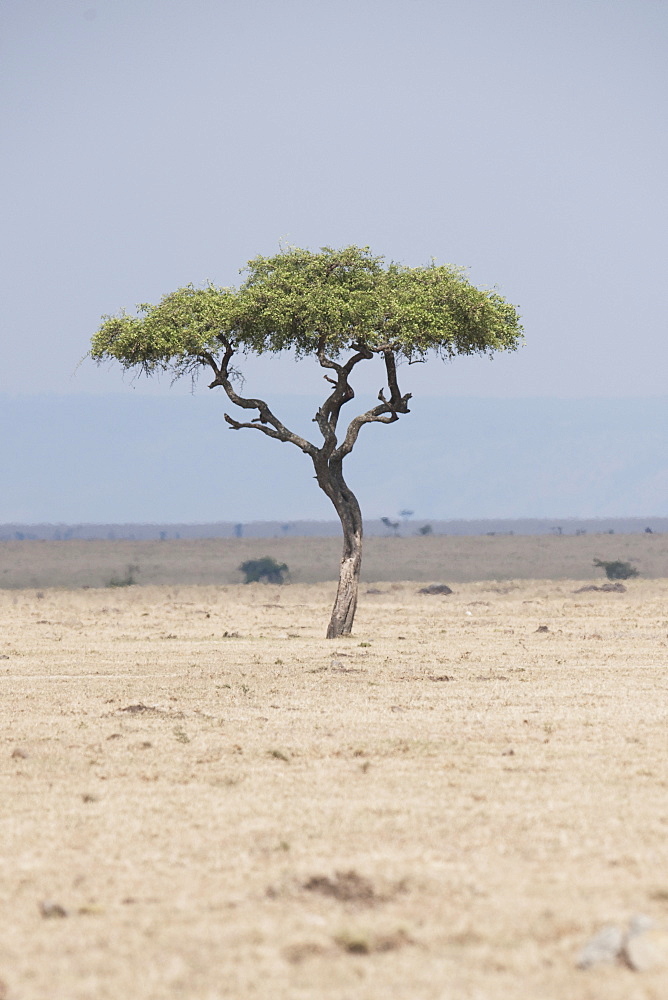 Tree On An African Landscape