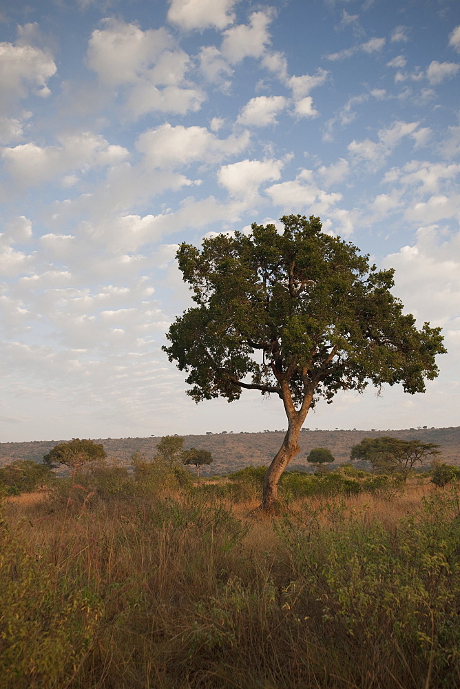 Tree On An African Landscape