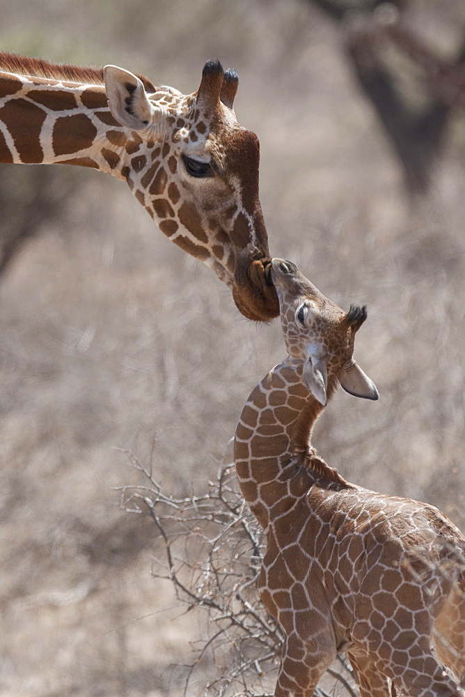 Giraffe, Kenya, Africa