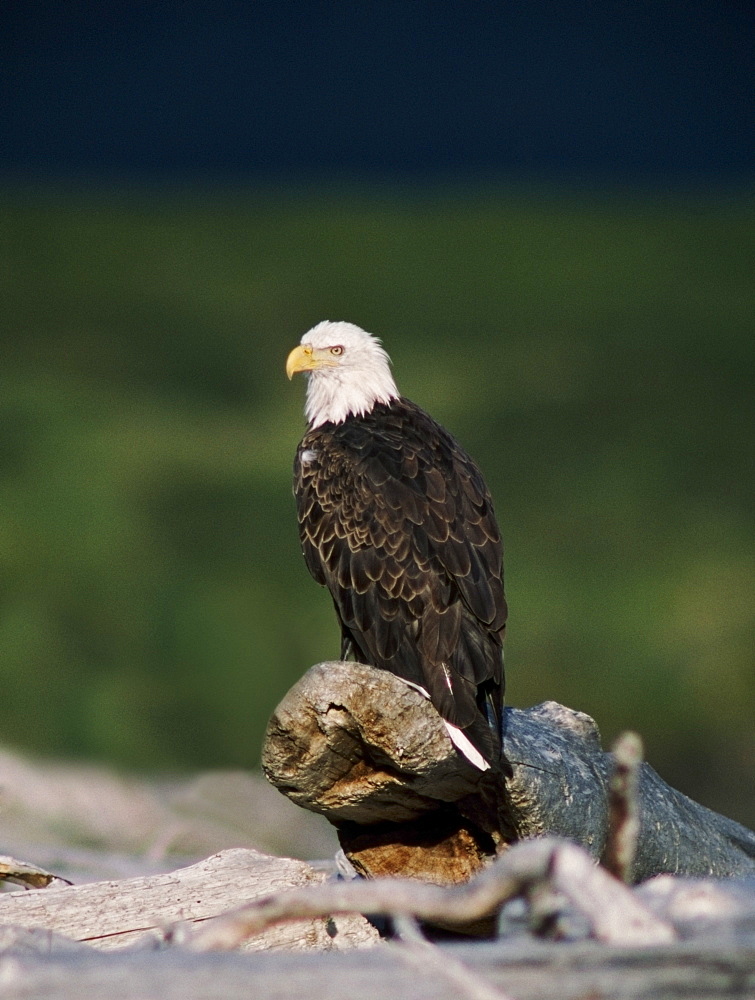 Bald Eagle (Haliaeetus Leucocephalus) Perched On Driftwood, Alaska, Usa