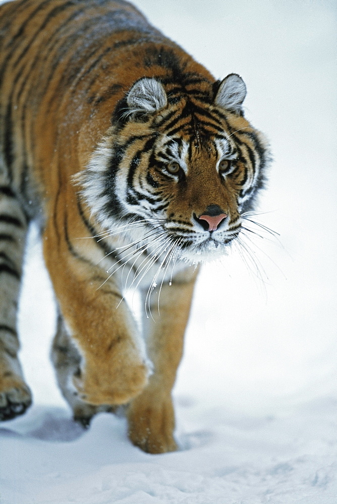 Siberian Tiger (Panthera Tigris Altaica) In The Snow, Captive, Native Toamur-Ussuri Region Of Russia