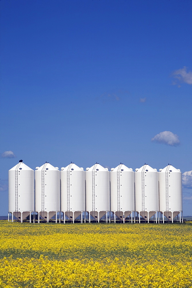 Grain Bins In A Canola Field