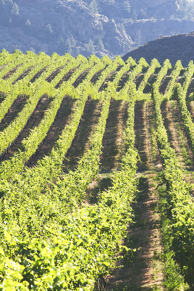 Grape Vineyard, Okanogan, British Columbia, Canada