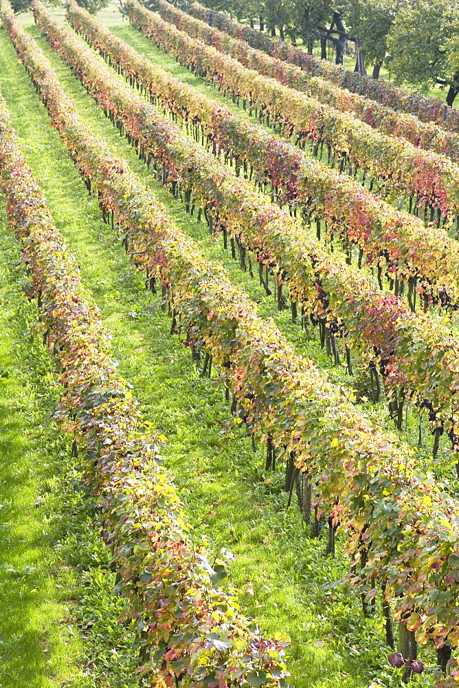 Grapevines In Autumn, Spitz, Austria