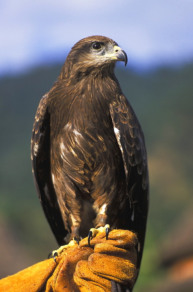 Black Kite (Milvus Migrans), Pokhara, Nepal