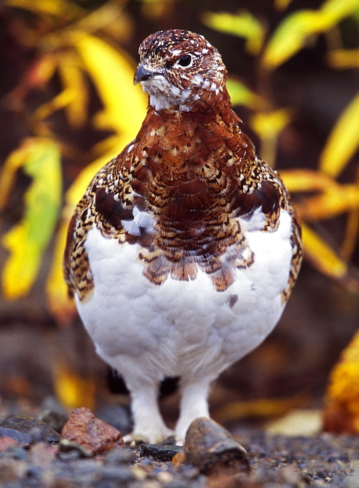 Willow Ptarmigan (Lagopus Lagopus) In Plumage Transition From Brown Summer Color To White Winter Color