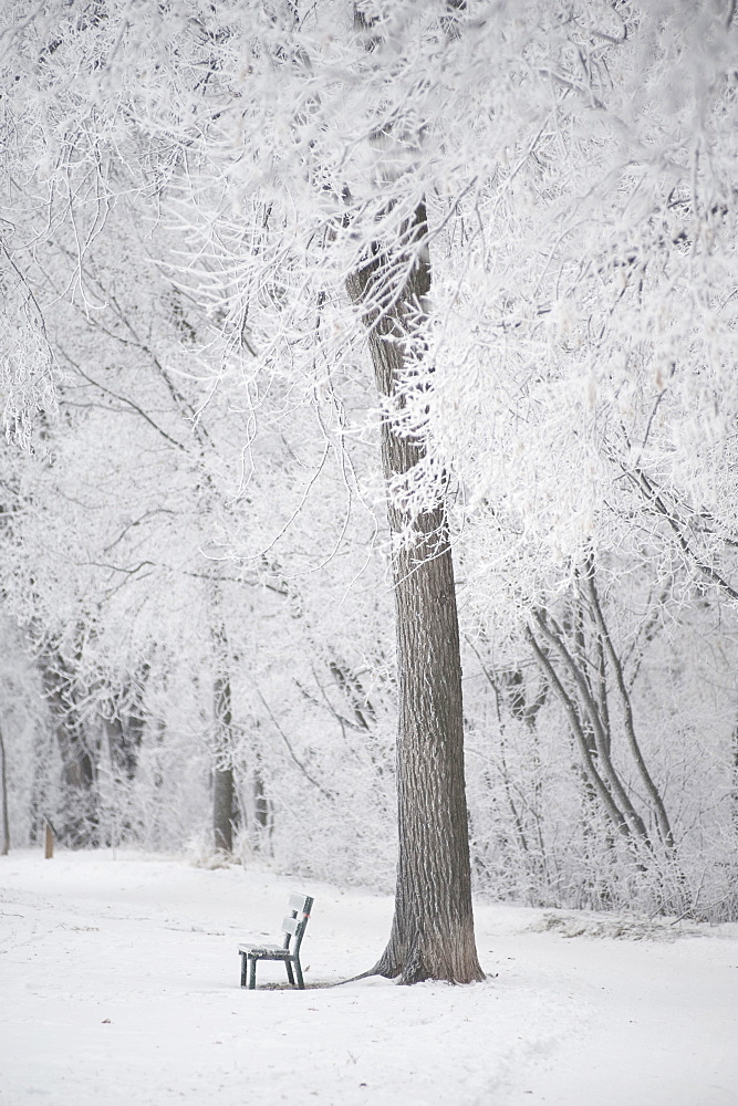 Winnipeg, Manitoba, Canada, Trees And A Park Bench Covered In Snow