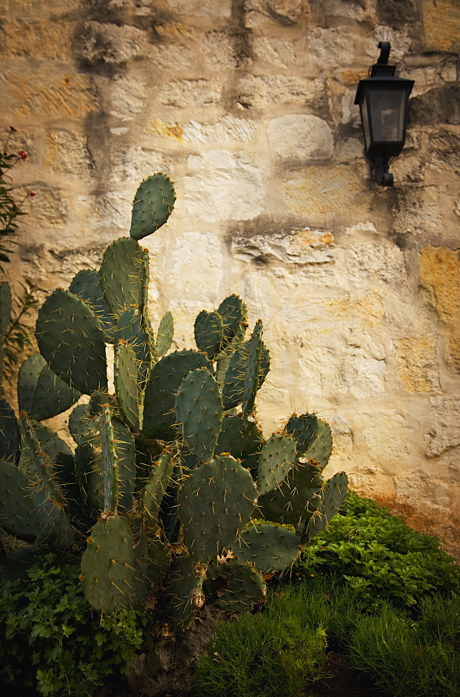 San Antonio, Texas, United States Of America, A Cactus In Front Of The Alamo