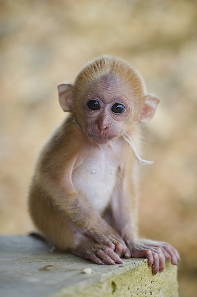 A Small Monkey