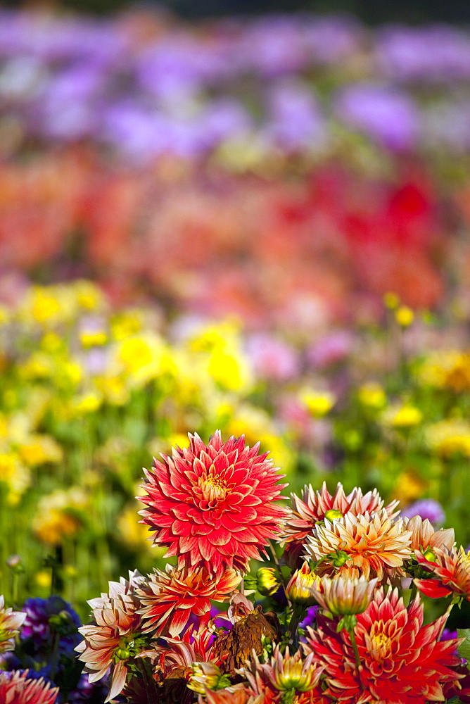 Willamette Valley, Oregon, United States Of America, A Variety Of Dahlias In A Field