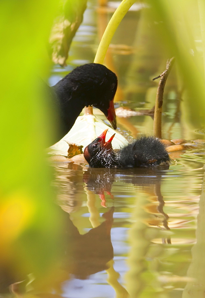 Hawaii, United States Of America, Hawaiian Common Gallinule (Gallinula Chloropus Sandvicensis) Feeding It's Chick