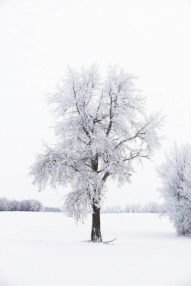 Parkland County, Alberta, Canada, A Tree And Field Covered In Snow