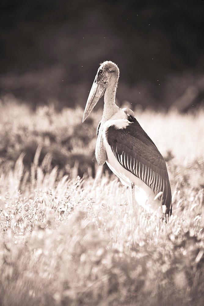 A Large Bird Stands In The Grass, Samburu, Kenya