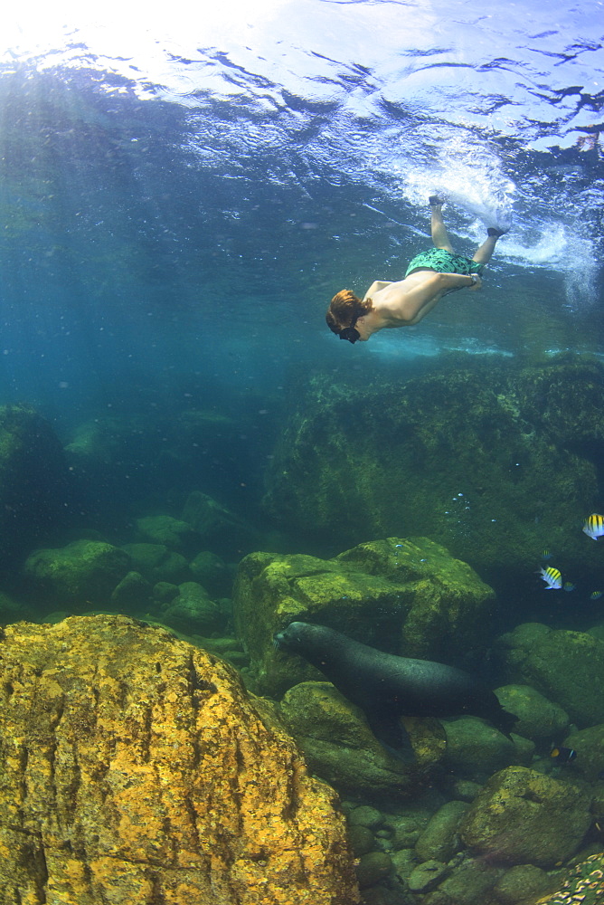 A Tourist Swims Underwater With A Sea Lion At Los Islotes National Marine Park Espiritu Santo Island, La Paz Baja California Mexico