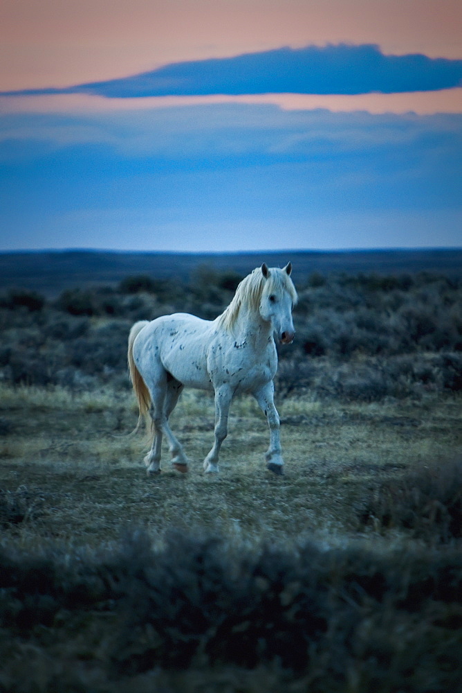 Wild Mustang Trotting On A Field At Sunset, Wyoming, United States Of America