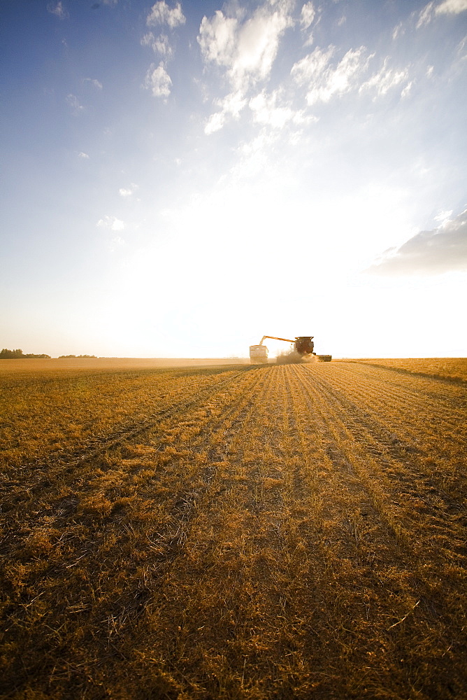 Combine In Distance, Lentils Ready For Harvest, Saskatchewan