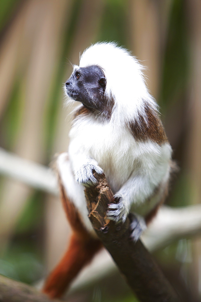 A Cotton-Top Tamarin Monkey (Saguinus Oedipus) At The Singapore Zoo, Singapore