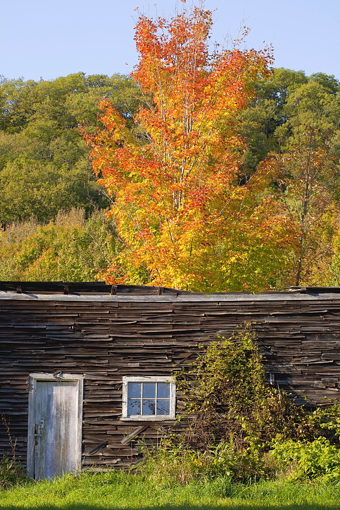 Old Shed With Trees In Autumn Colours, Iron Hill, Quebec, Canada