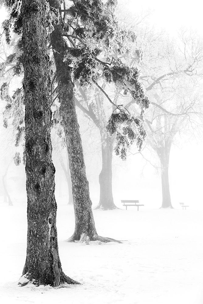 Ice fog in winter assiniboine park, Winnipeg manitoba canada