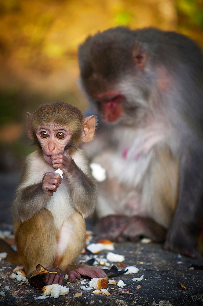 A monkey and its mother eating together, Darjeeling west bengal india