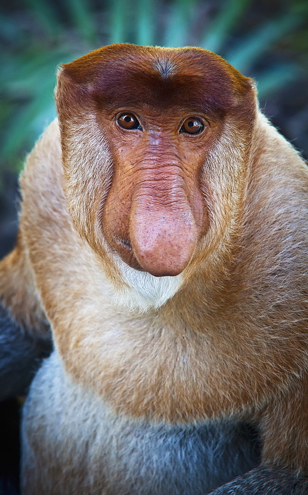 Proboscis monkey (nasalis larvatus), Borneo