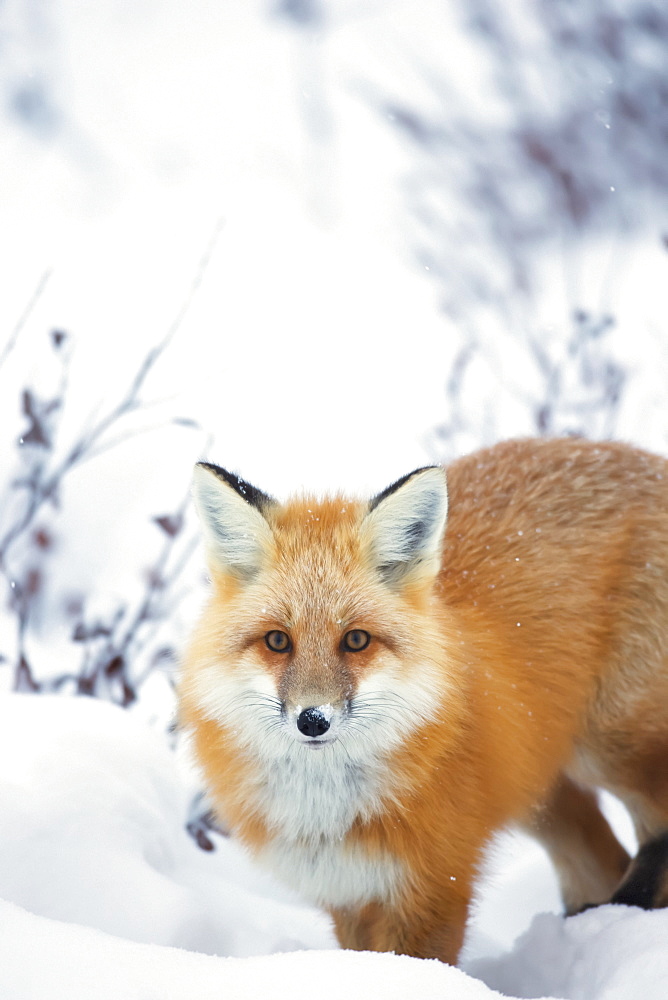 Red fox (vulpes vulpes) in the snow along the shores of the hudson's bay, Churchill manitoba canada