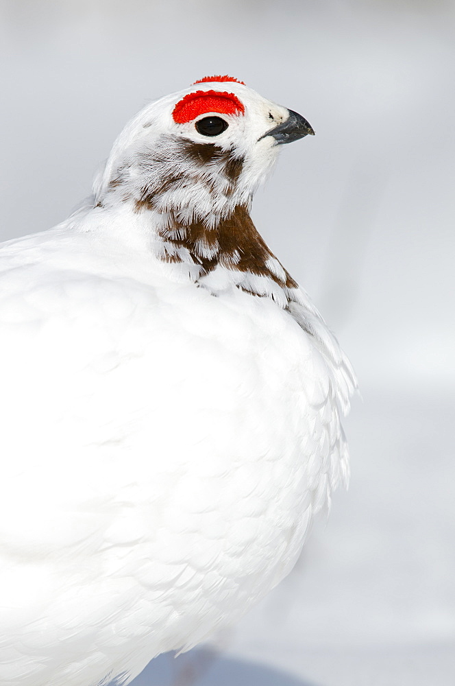 Close-Up Of Male Willow Ptarmigan Changing From Winter To Breeding Plumage Near Savage River, Denali National Park & Preserve, Interior Alaska, Spring