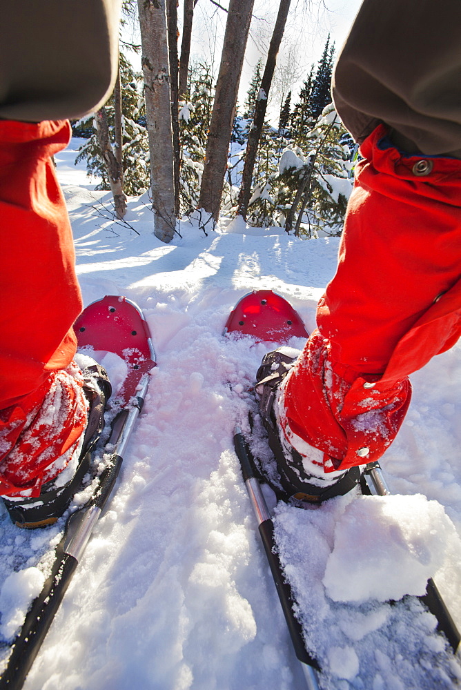 Close-Up Wide Angle Shot Looking Through A Person's Legs From The Back While Wearing Red Gaiters And Red Snowshoes, Anchorage Alaska Usa