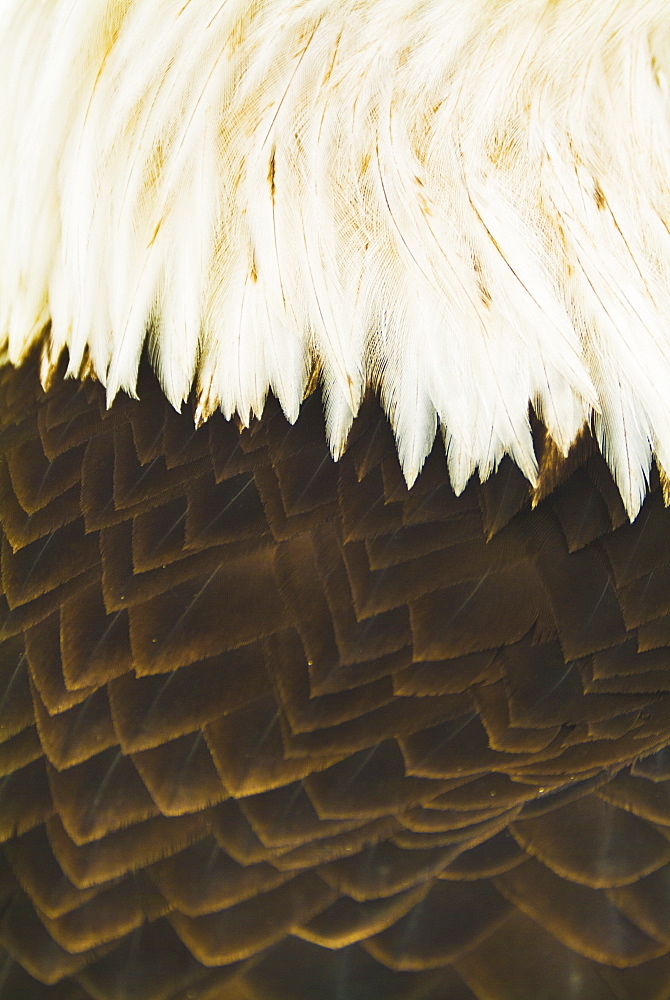 A close-up shot of the back of a live bald eagle, Homer alaska united states of america