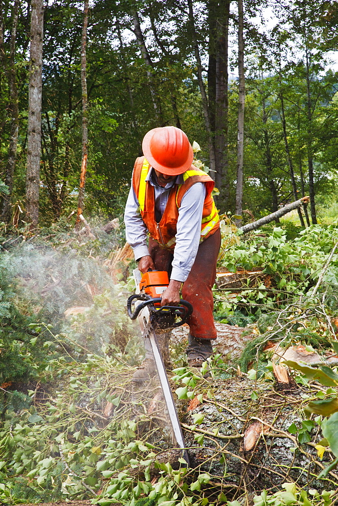 A Logger Uses A Chain Saw To Cut Trees, Portland, Oregon, United States of America