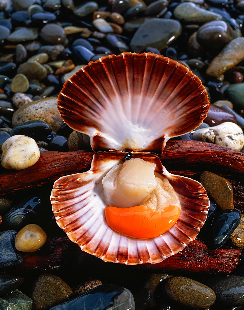 Scallop Shellfish