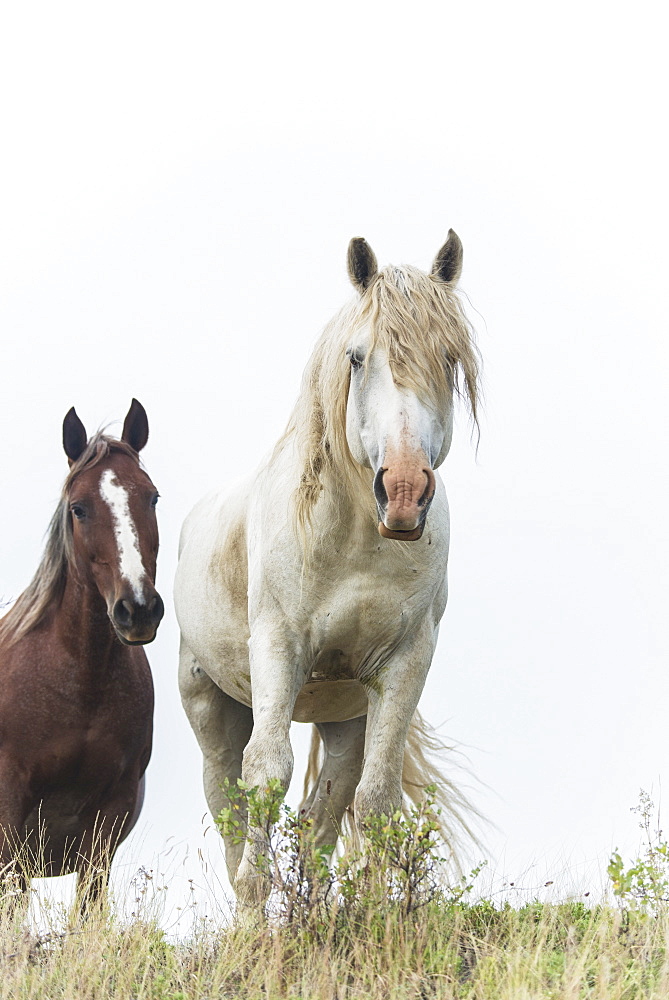 Wild Horses In Theodore Roosevelt National Park, North Dakota, United States Of America