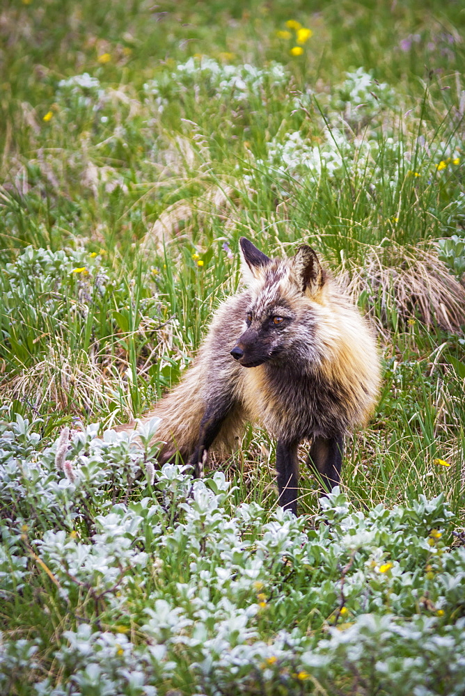 Close Up Of A Cross Fox (Vulpes Vulpes) In Green Tundra And Wildflowers In Denali National Park, Alaska, United States Of America